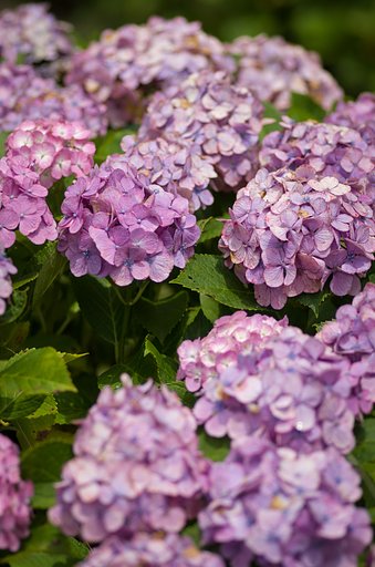 PENTAX-D FA MACRO 100mmF2.8 