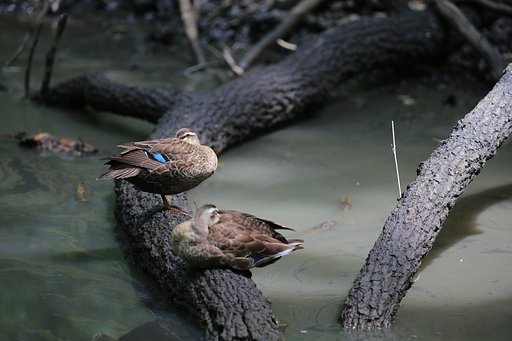 森の中の小さな池で