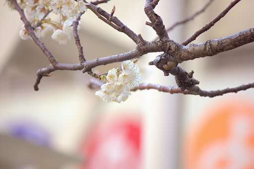幼稚園の桜