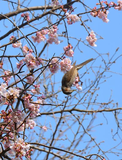 上野公園