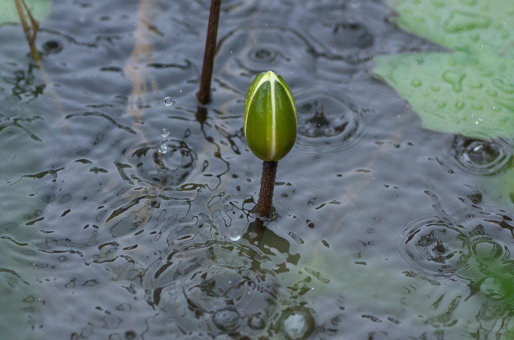梅雨のスケッチ