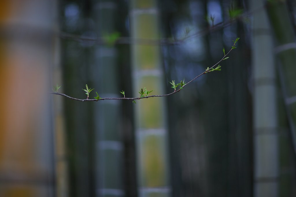 芽吹き