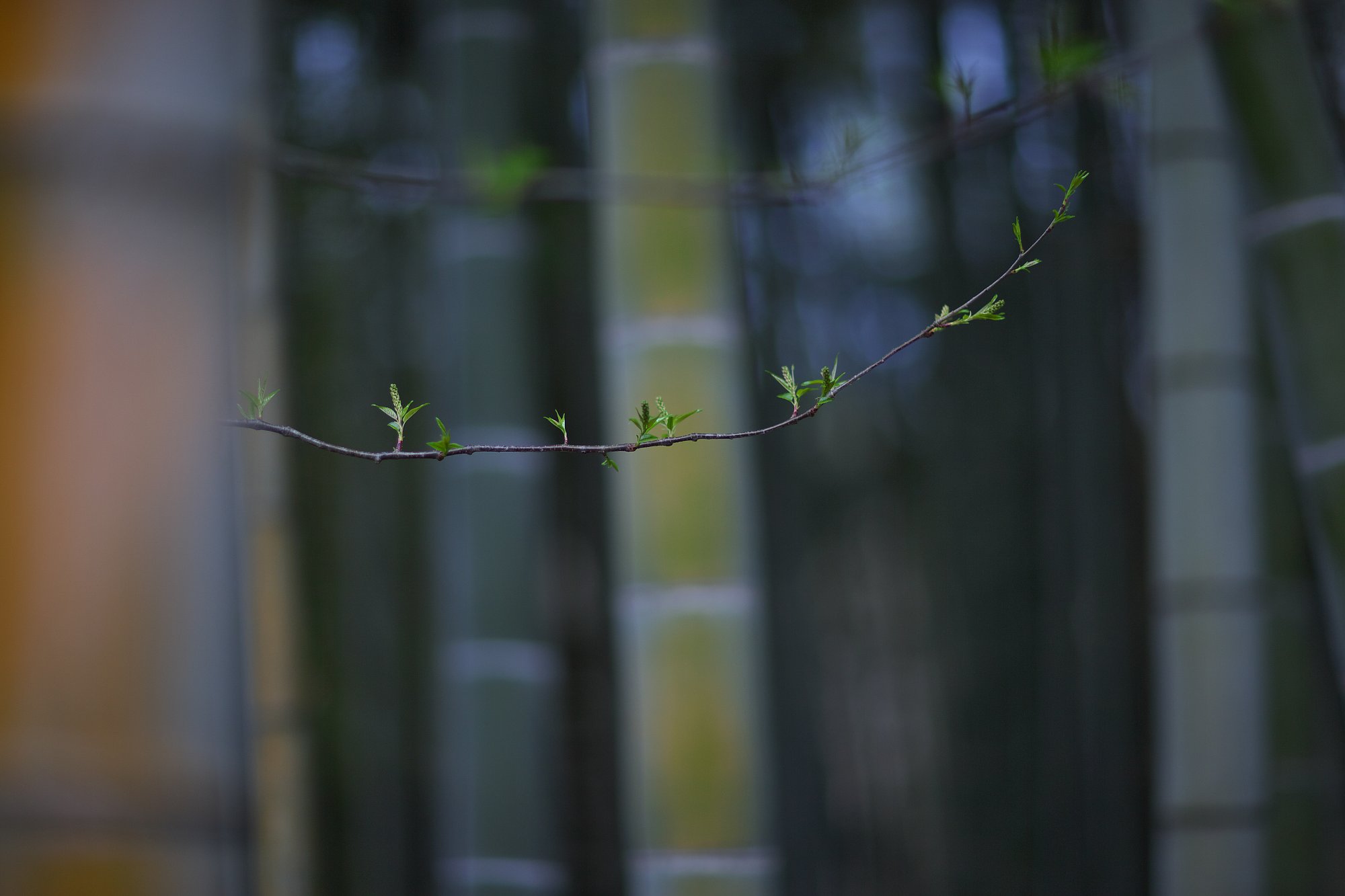 芽吹き