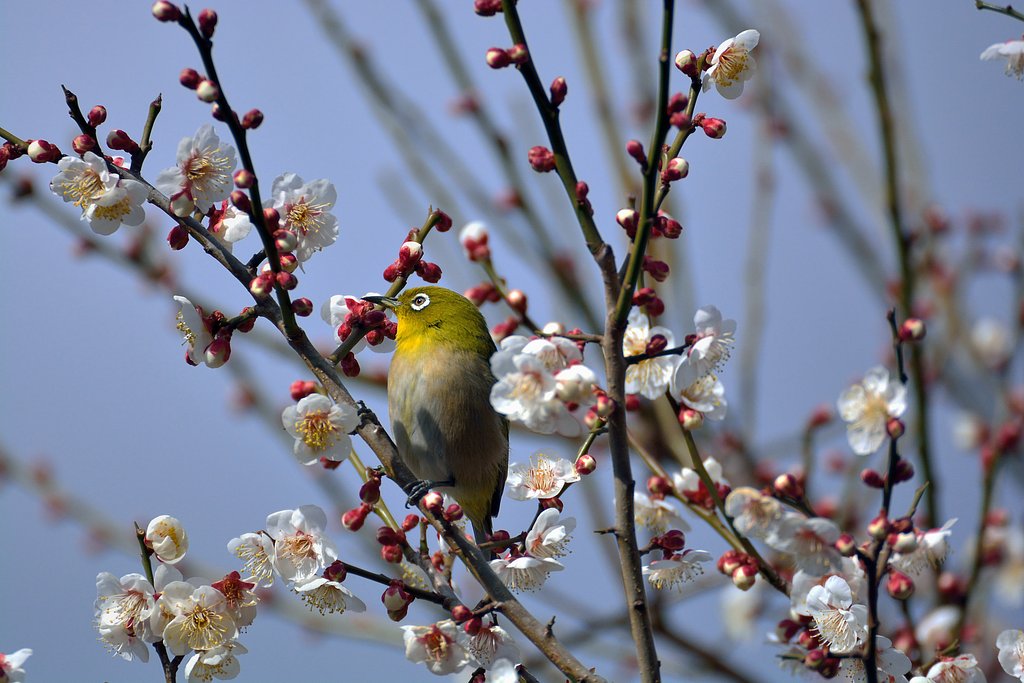 春近し