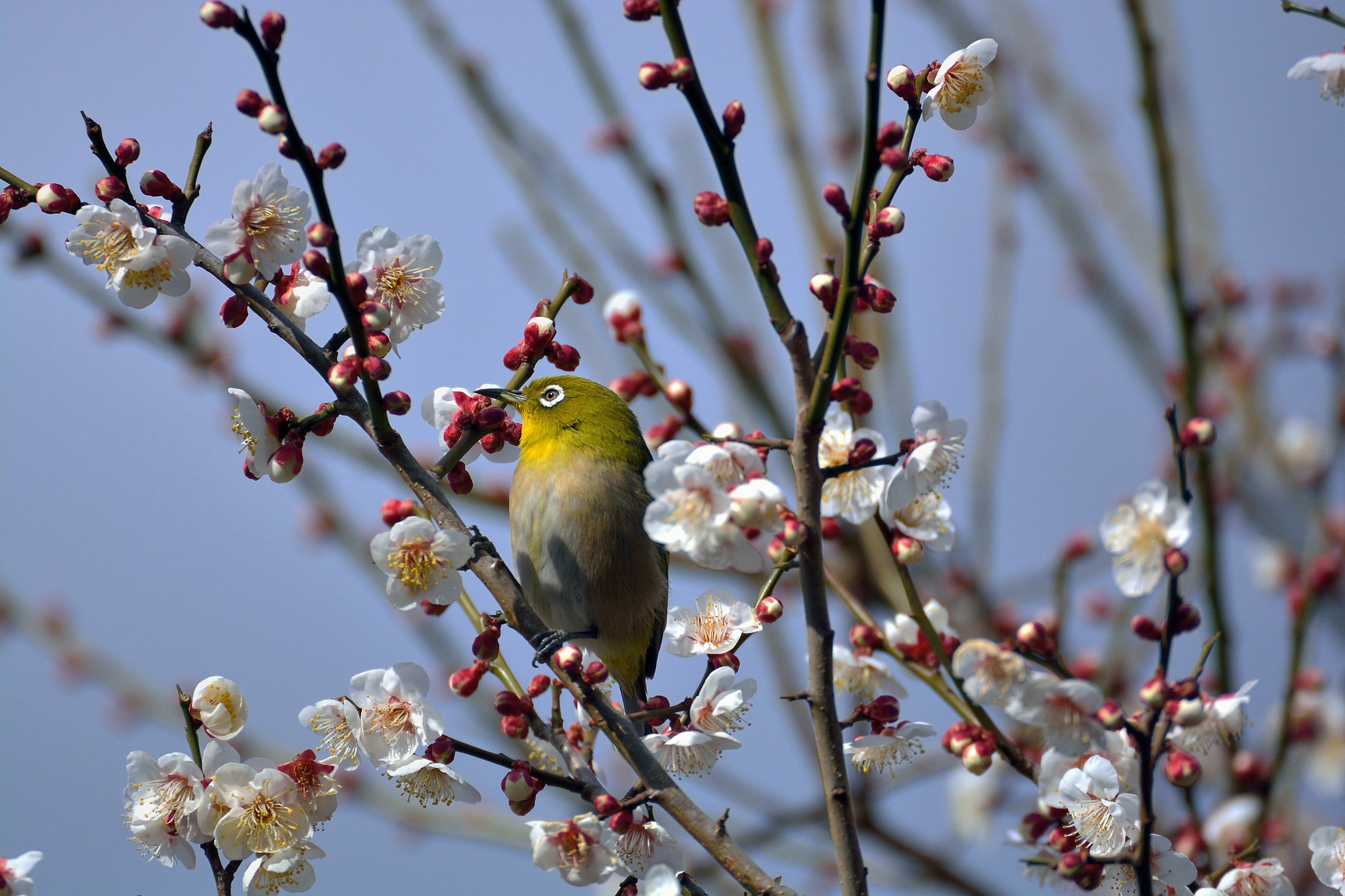 春近し
