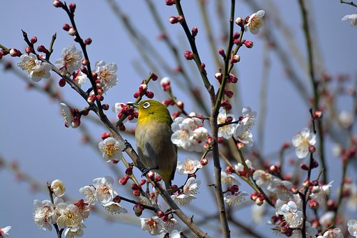 春近し