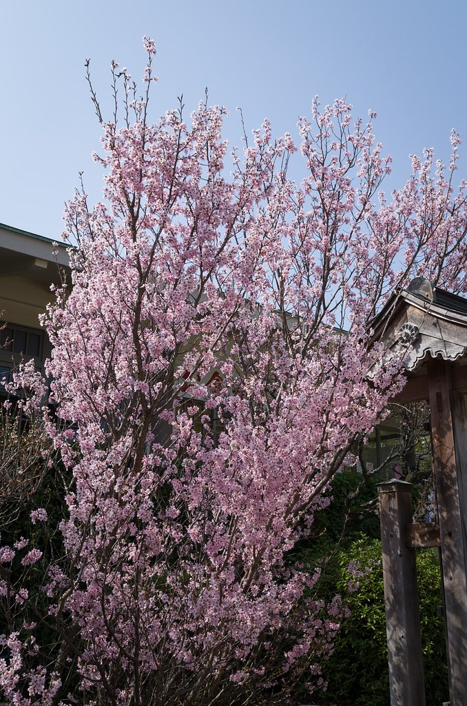 啓翁桜