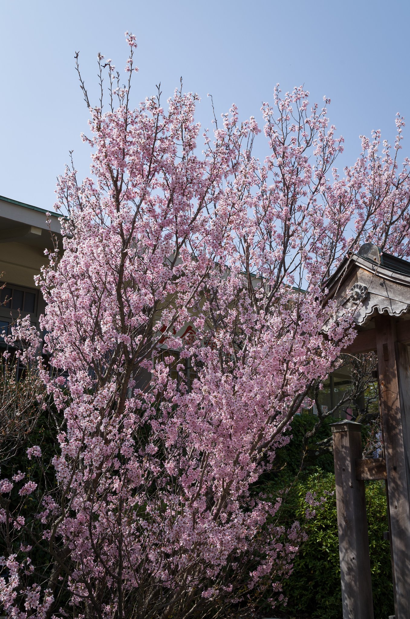 啓翁桜