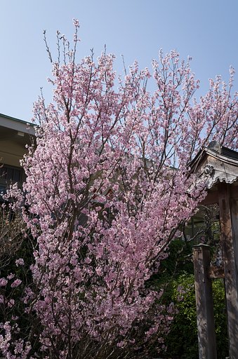 啓翁桜