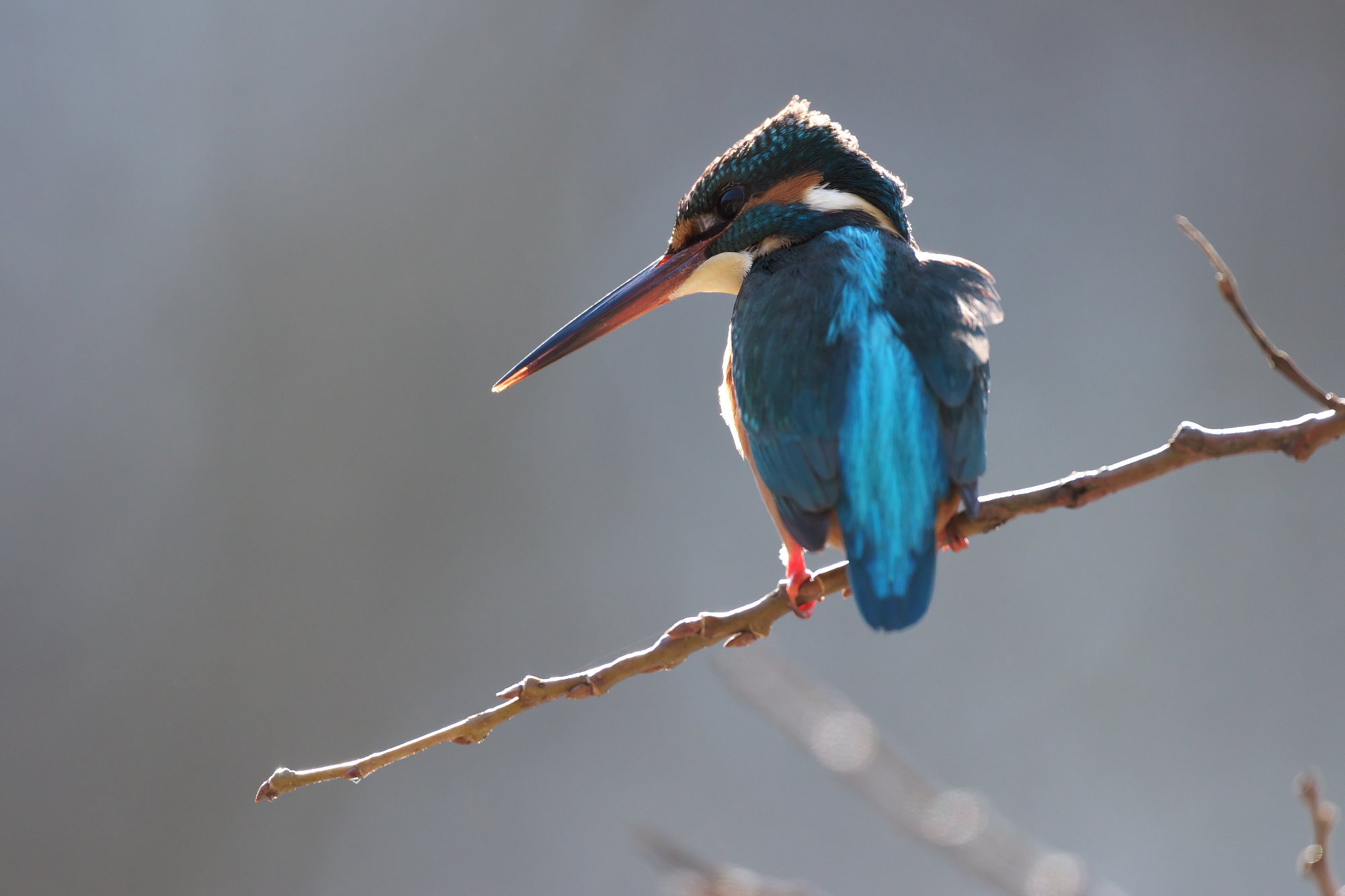 ドアップ