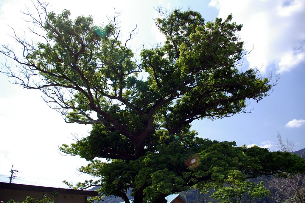 村を見てきた古木