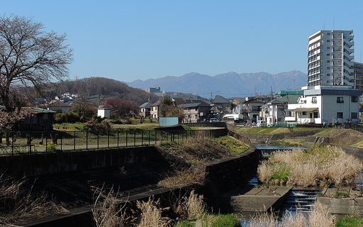 川沿いの一本桜