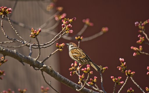 【アーカイブ】桜待ちの雀子さん