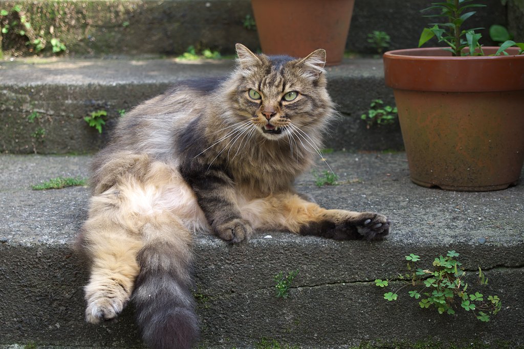 もふ猫