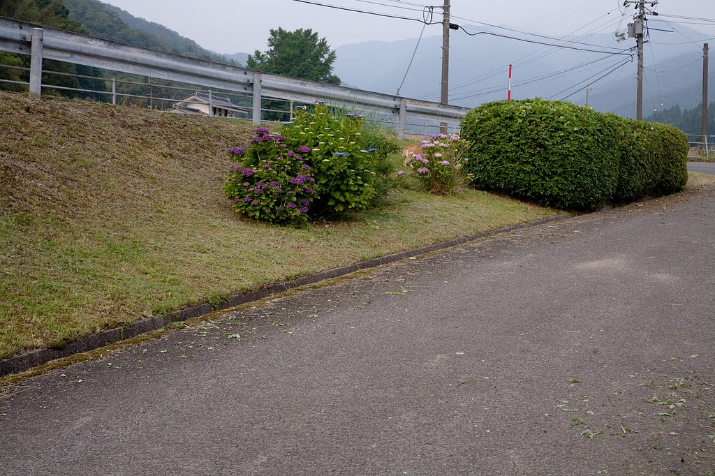 ヒラトツツジ剪定。