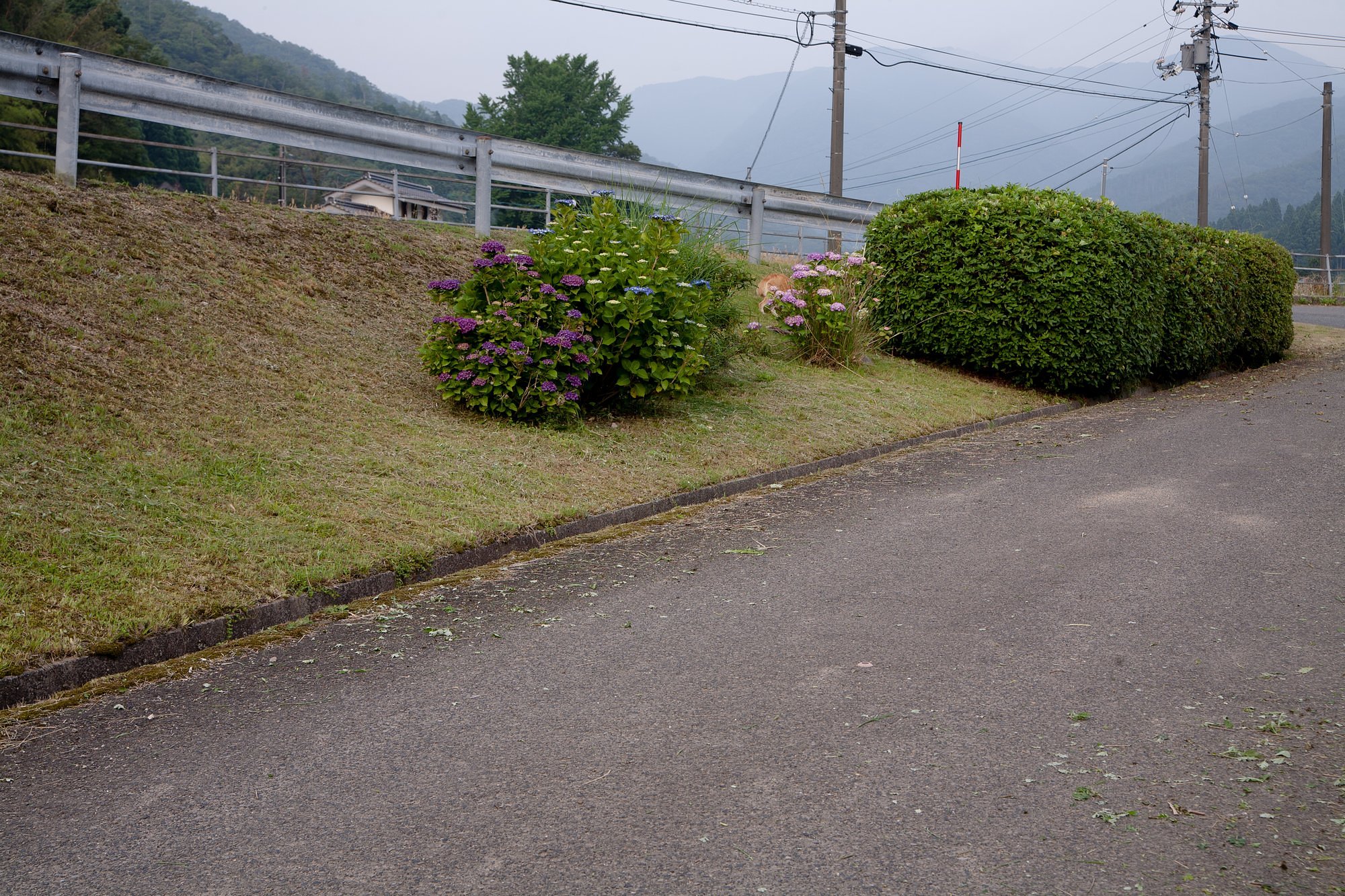 ヒラトツツジ剪定。