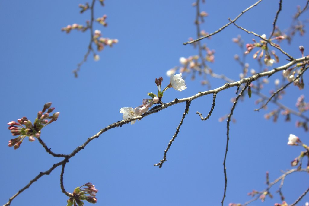 ソメイヨシノ開花