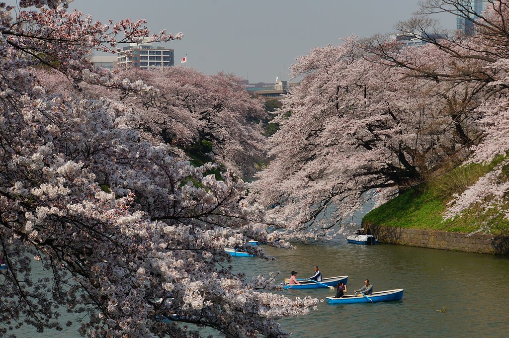 千鳥ヶ淵の桜