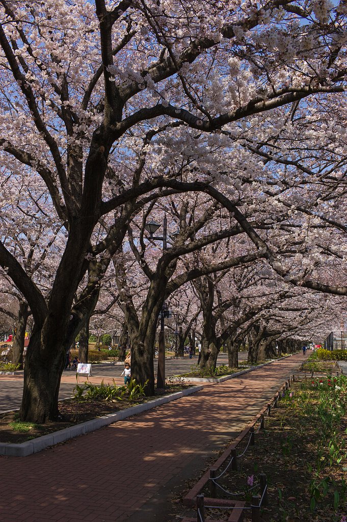 SUMMICRON-M 35mm F/2 ASPH