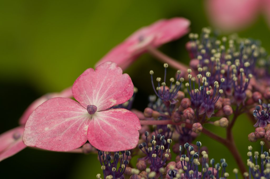 PENTAX-D FA MACRO 100mmF2.8 