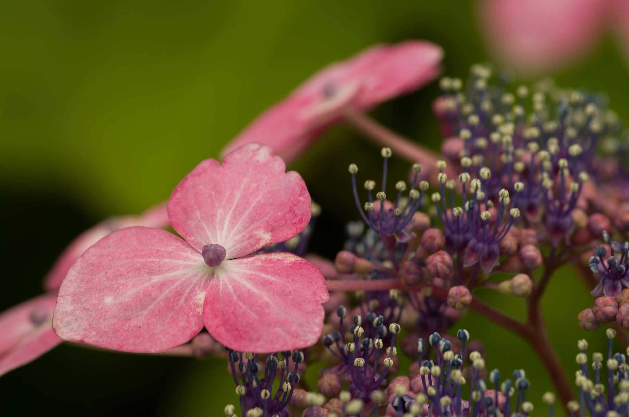 PENTAX-D FA MACRO 100mmF2.8 