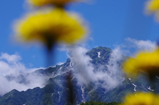 花に埋もれて