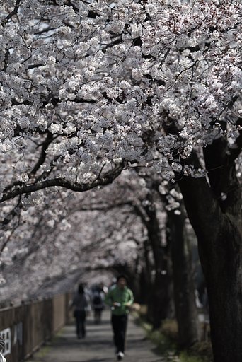 Sonnar 135mm F1.8 ZA