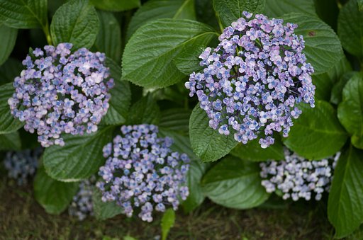 渦紫陽花