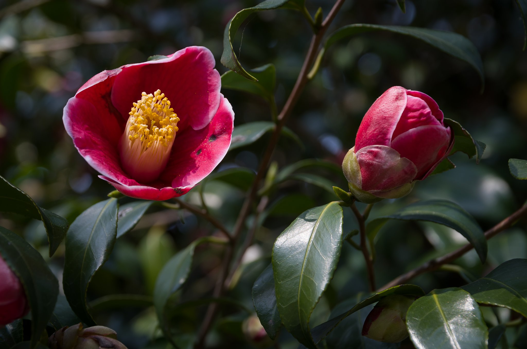 SIGMA 17-70mm F2.8-4 DC MACRO 