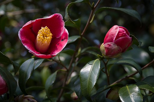 SIGMA 17-70mm F2.8-4 DC MACRO 