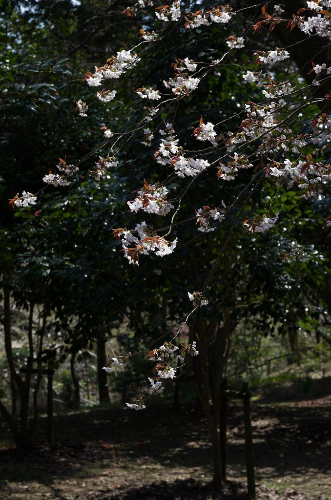 山桜