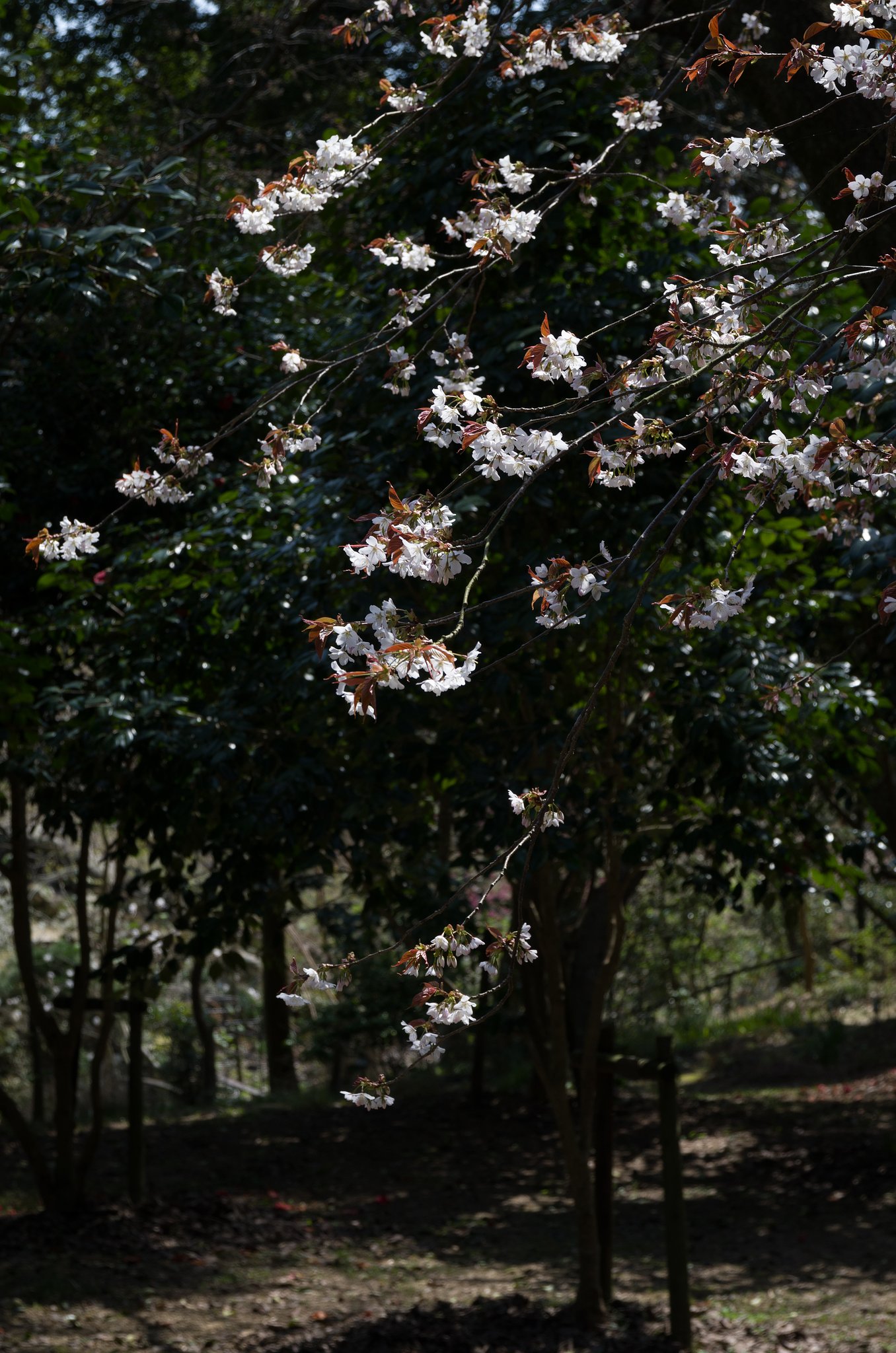 山桜
