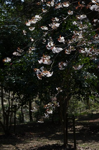 山桜