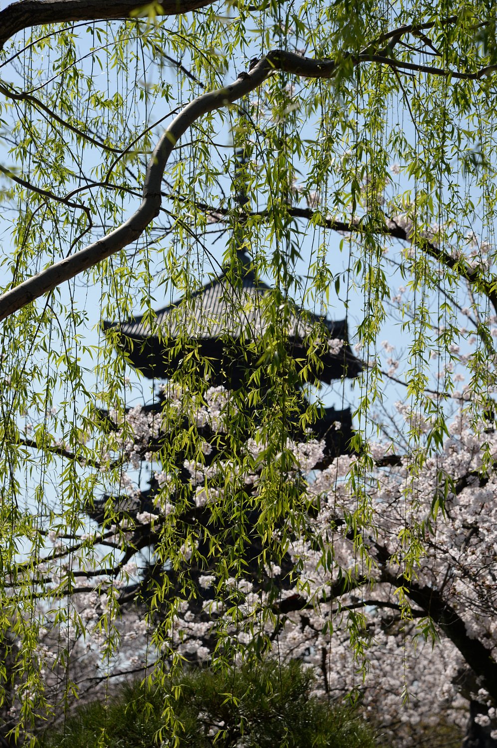 東寺の五重塔
