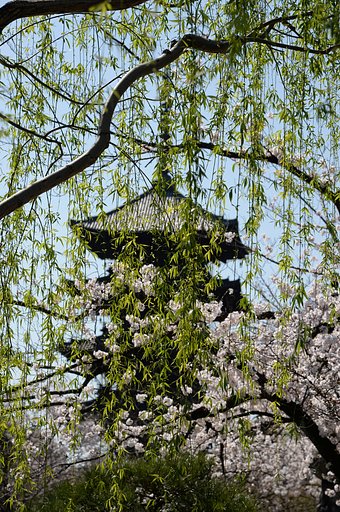 東寺の五重塔