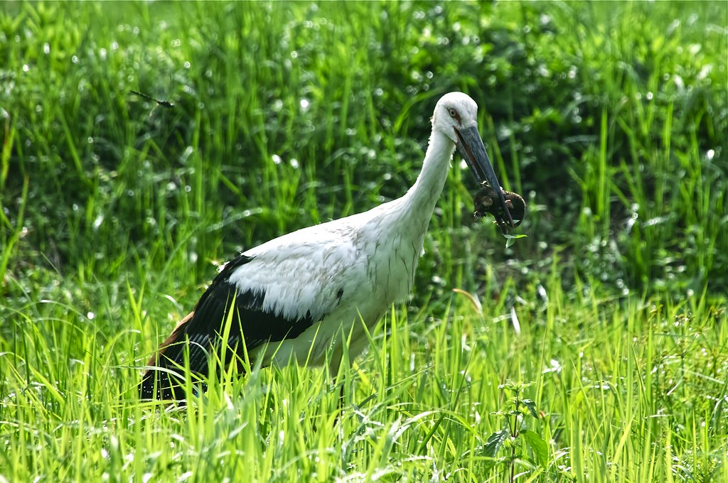 コウノトリ