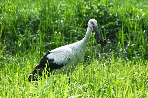 コウノトリ