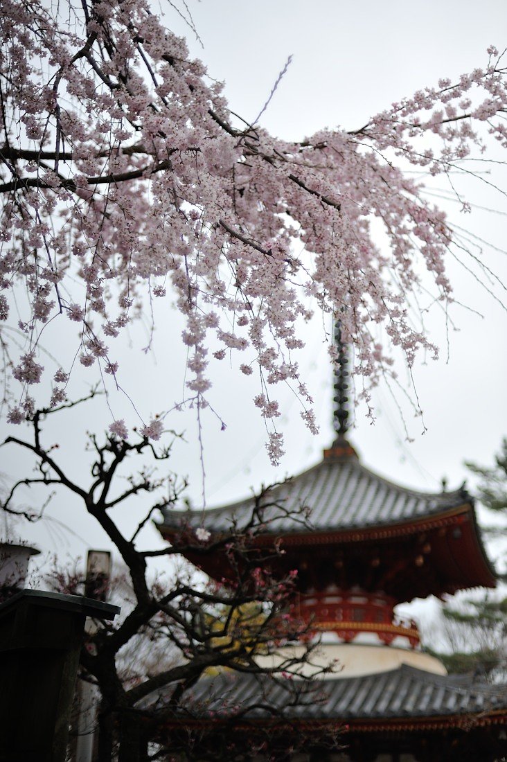 川越喜多院のしだれ桜