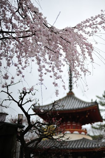 川越喜多院のしだれ桜