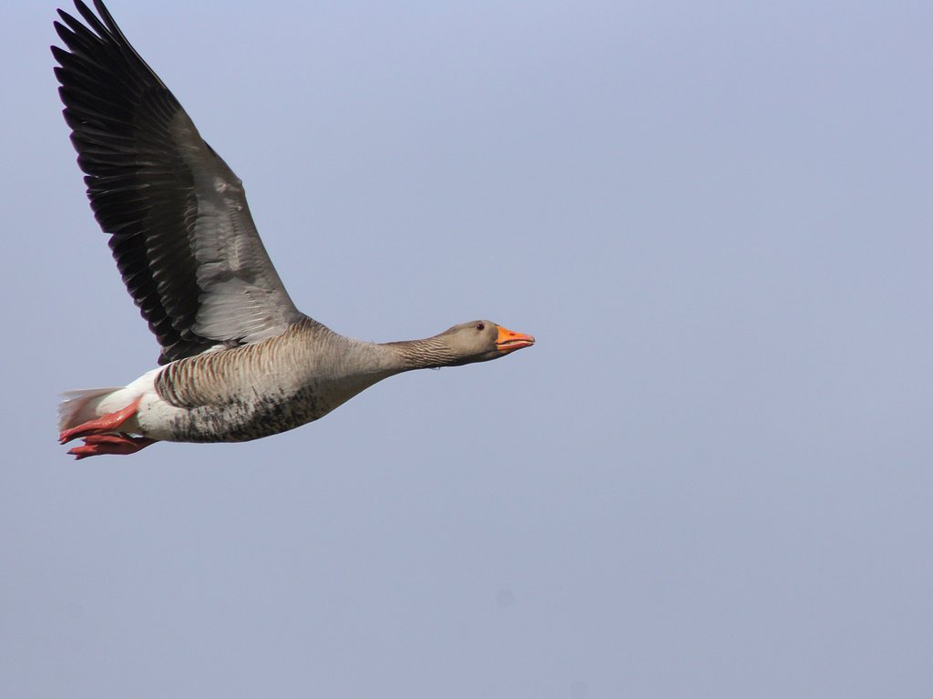 飛ぶ鳥の肖像