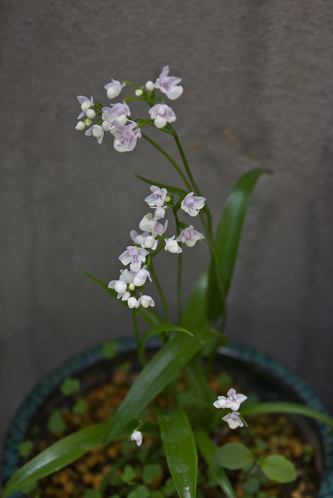【美学】 山野草