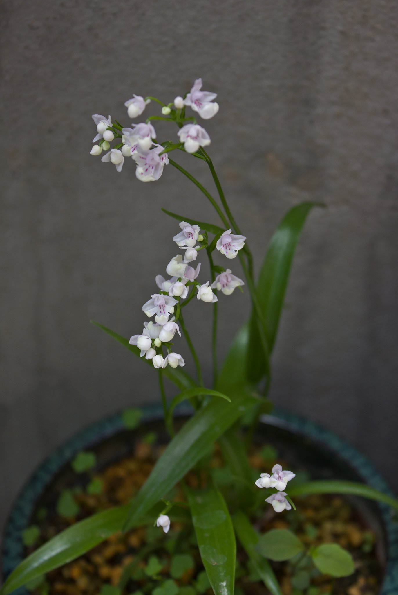 【美学】 山野草