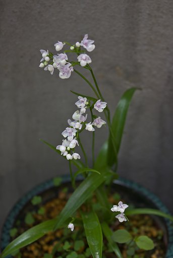 【美学】 山野草