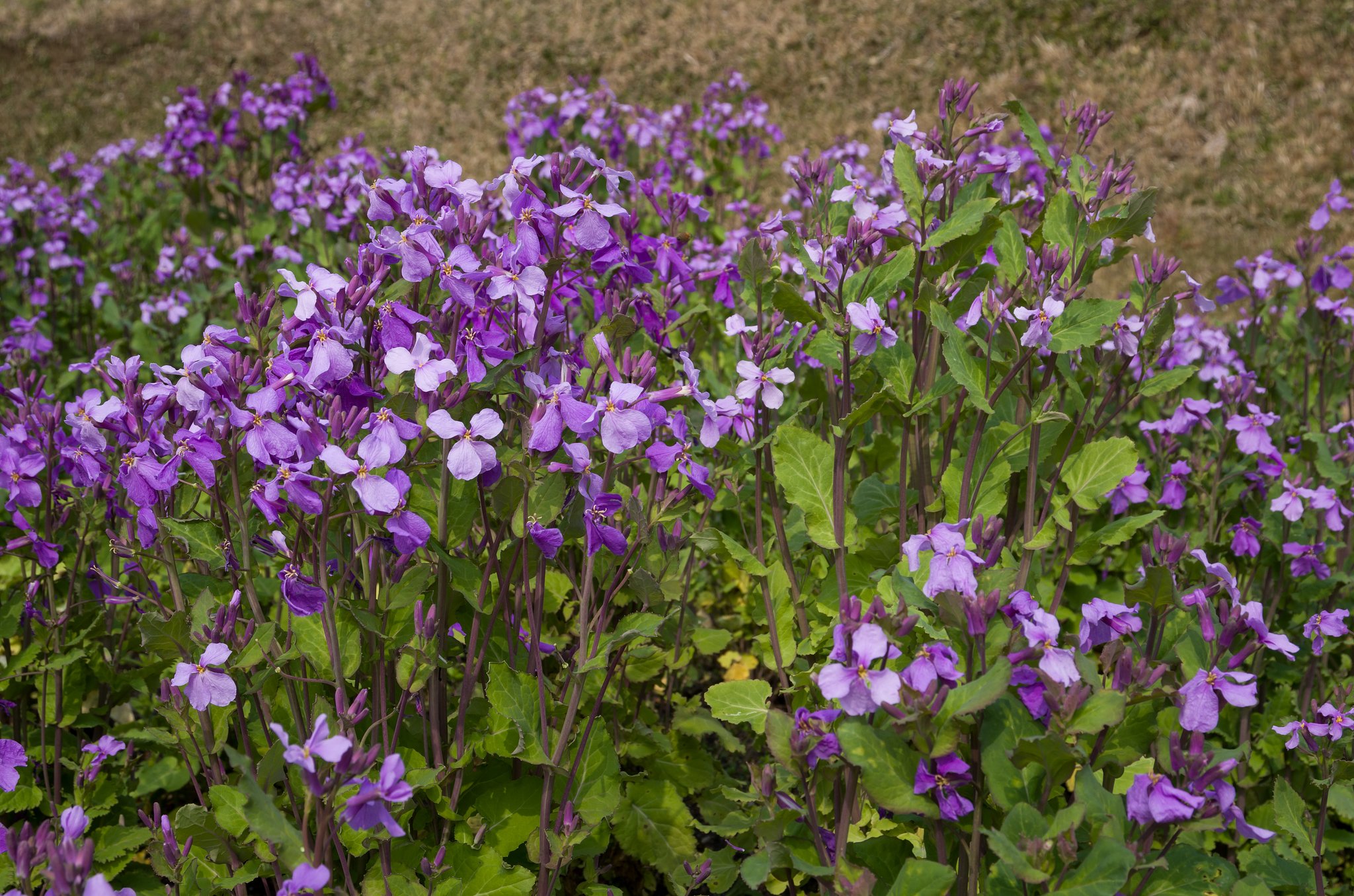 紫花菜