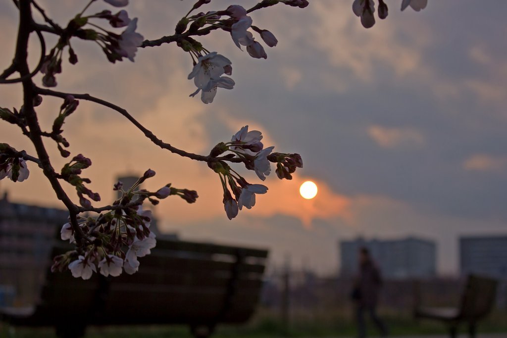 夕桜