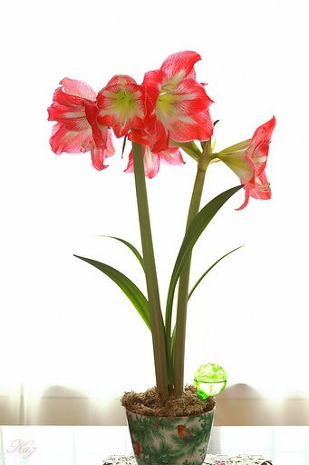 今年もアマリリスが咲きました