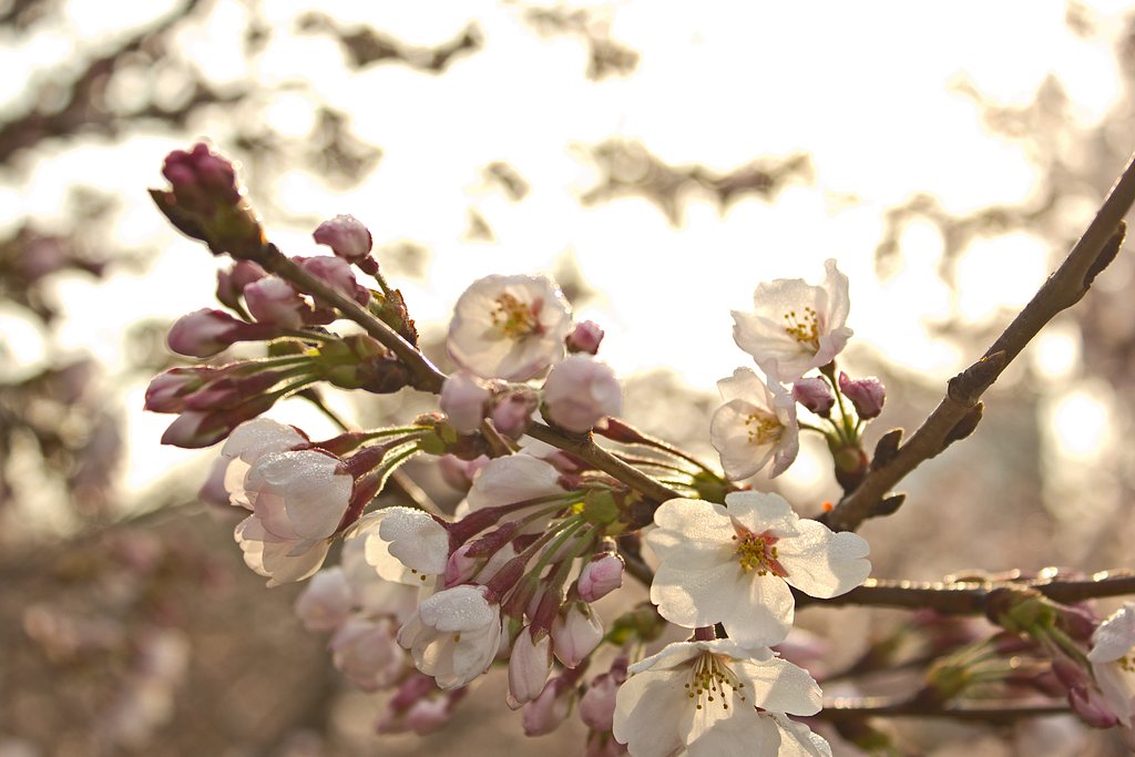 朝露桜