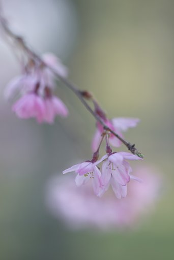 コシナツァイスMP100mmF2.8