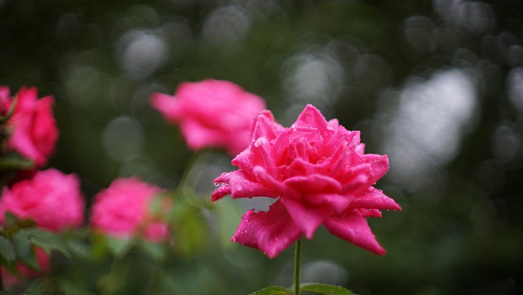 雨にうたれて夏のバラ