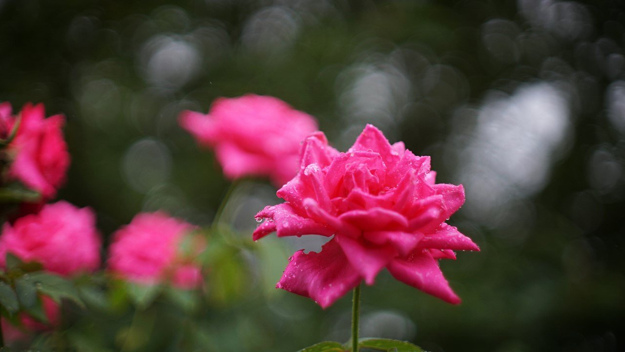 雨にうたれて夏のバラ